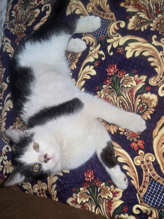 Котёнок мальчик, чёрно-беленький