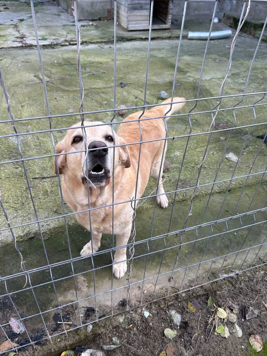 Adopție Labrador