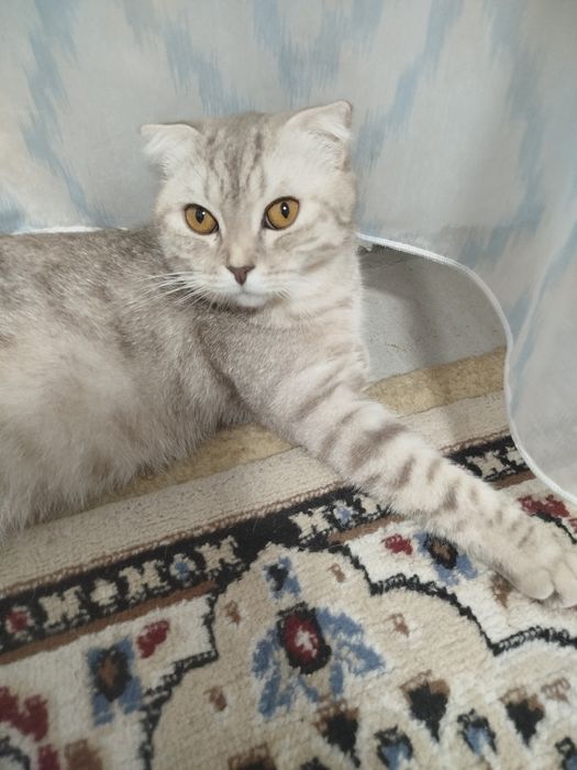Породистых кошку и кота