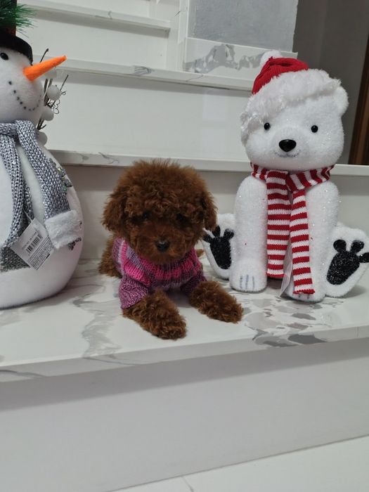 Pudel băiețel disponibil