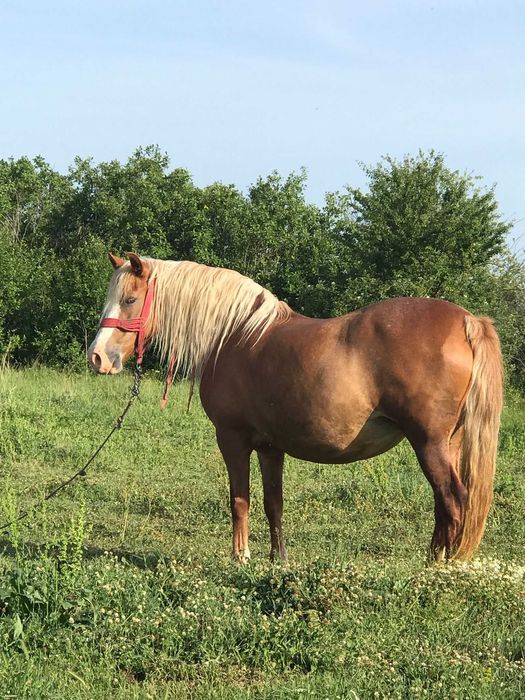 Iapa de vânzare-6 ani