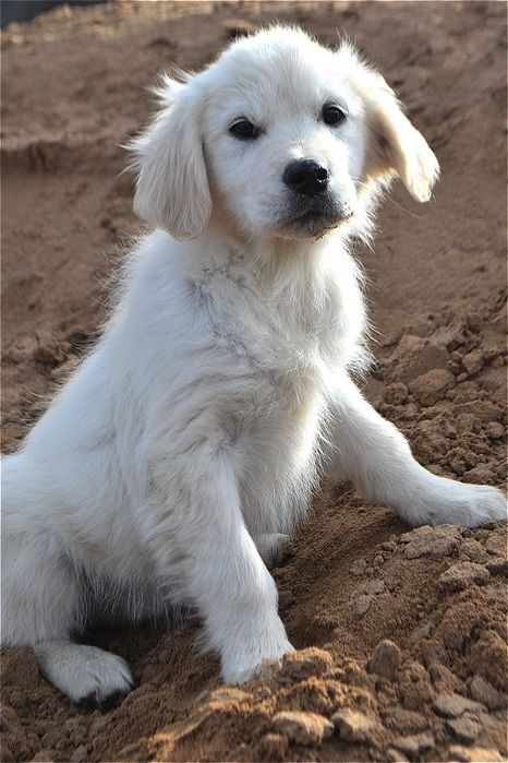 Щенки золотистого ретривера