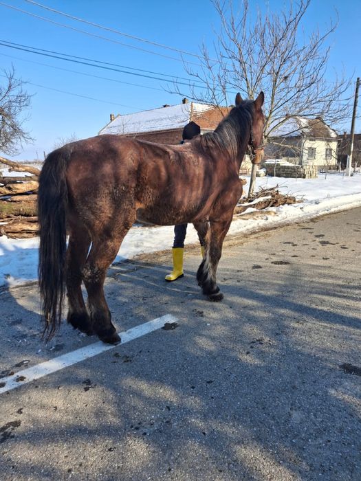 Vând iapă de căruță