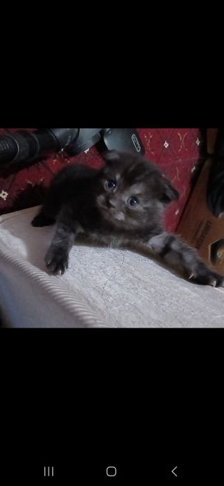 Britanskiy mushukchalar qulogʻi  yotgan 1mlndan.