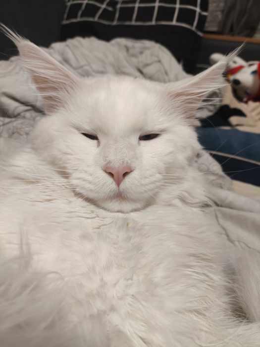 Мейн кун кот на вязку