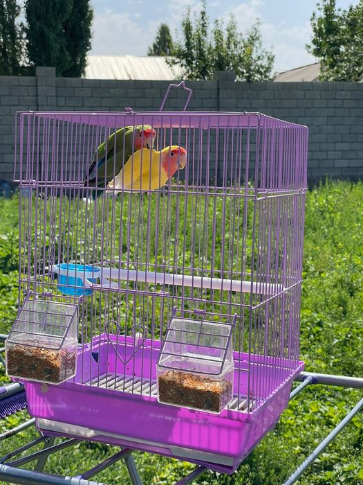 Продам пара попугай  папугай неразлучники