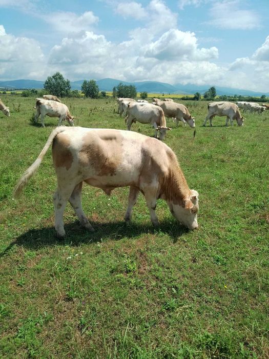 Vând 10 vițele si 1 taur