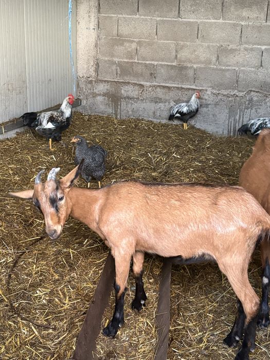 Lot de 4 capre si 4 iede alpine franceze
