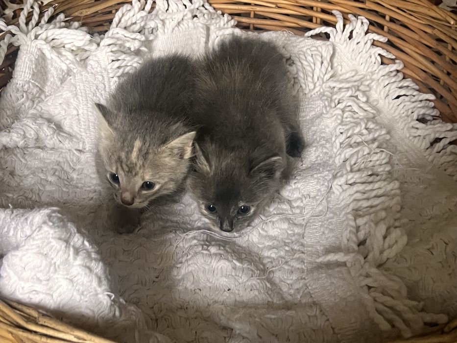 Котята чистые,отдам даром