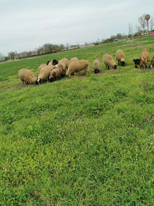 Oi carabase de vânzare