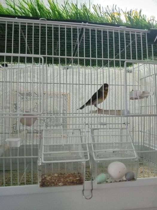 Гебриды щегол и репел.