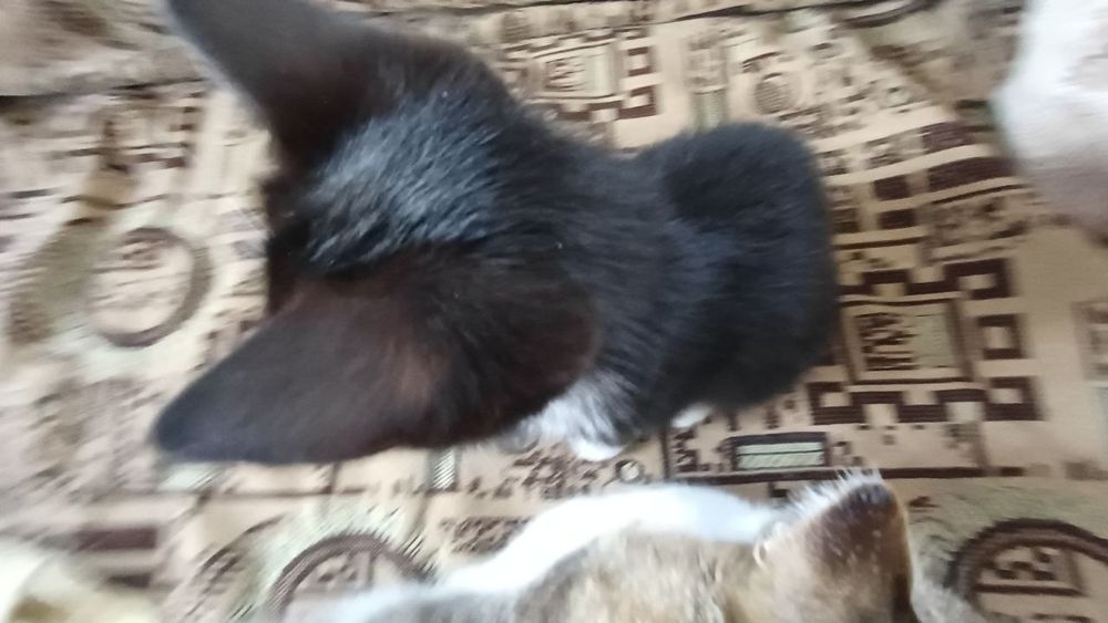 Крутые мимимишные котята