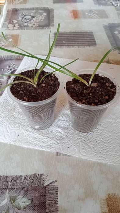 Крупные луковицы зефирантеса.