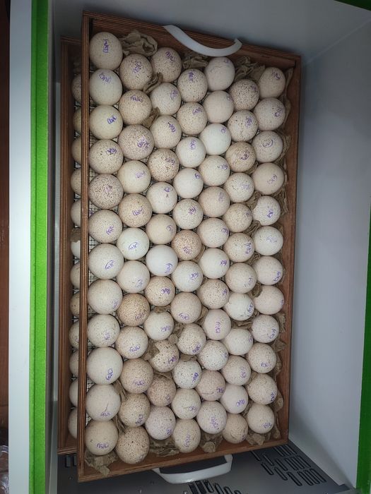 Яйцо Индейки продолжается