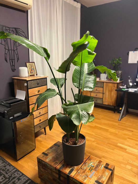 Planta Strelitzia Decorativa 145 cm Sector 1