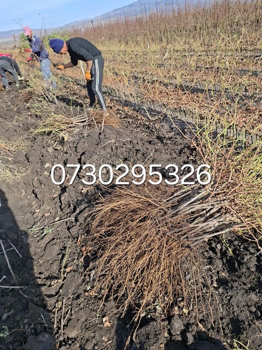 Vând Pomii Fructiferi Altoiți Clasici și Columnari direct de la PRODUC