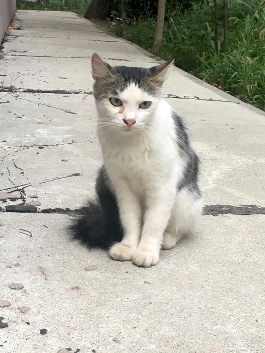 Adopție urgenta București riscă să ajungă în stradă