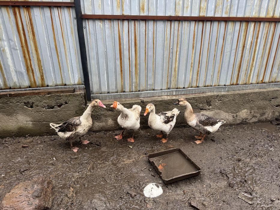 Гусы моладые и крупные