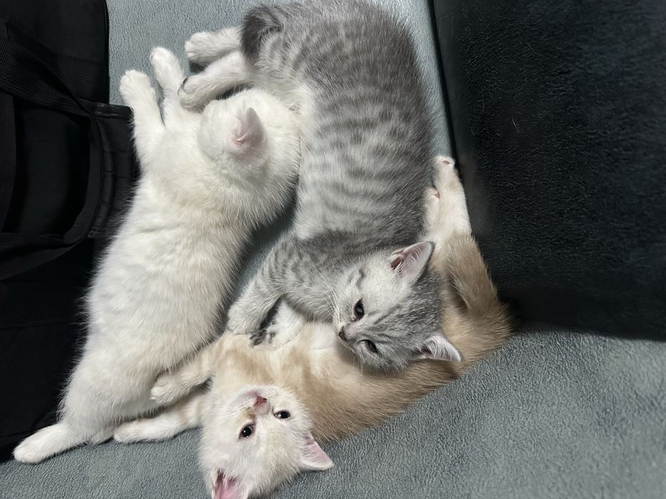 Mushukchalar sotiladi skotish strayt va britanskiy shinshilla