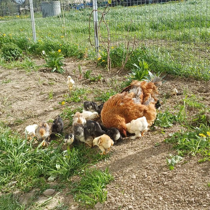 Closca brahma  cu puișori
