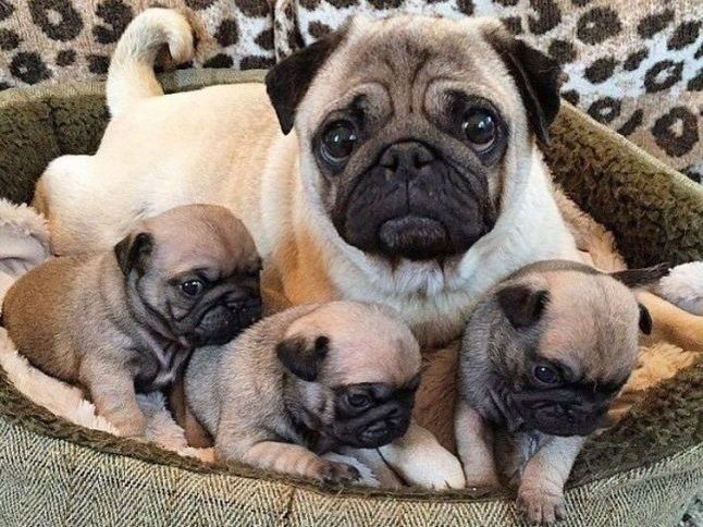 Щенки мопсята продам