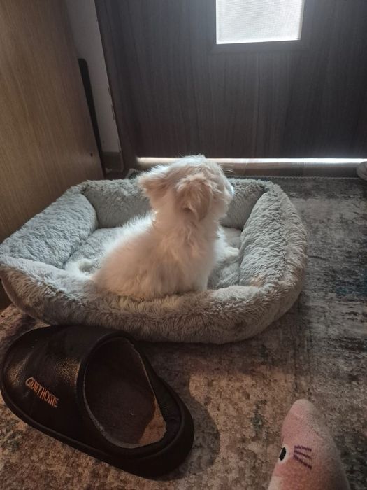Fetita bichon mini