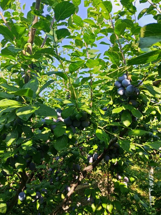 Prune centenar de consum