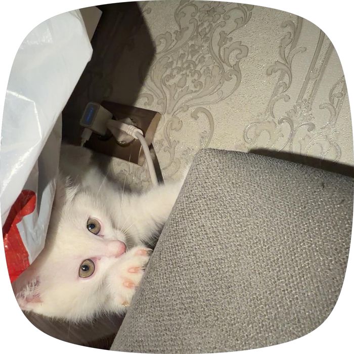 Отдам турецкую ангору