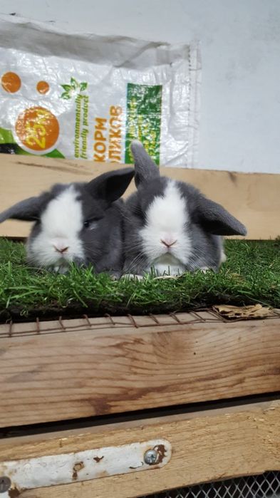 Здравствуйте продается карликовый баран кролики