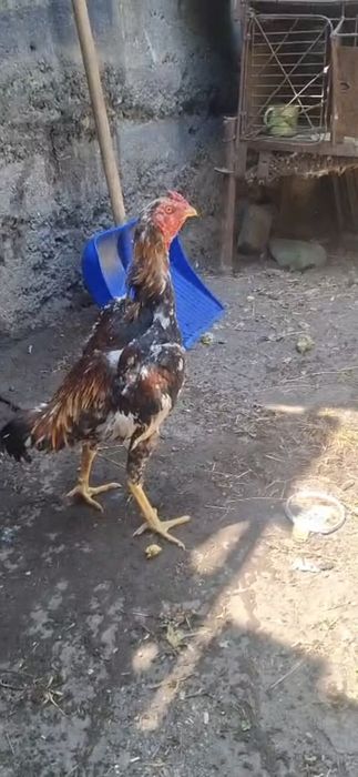 Продам рябыго петуха
