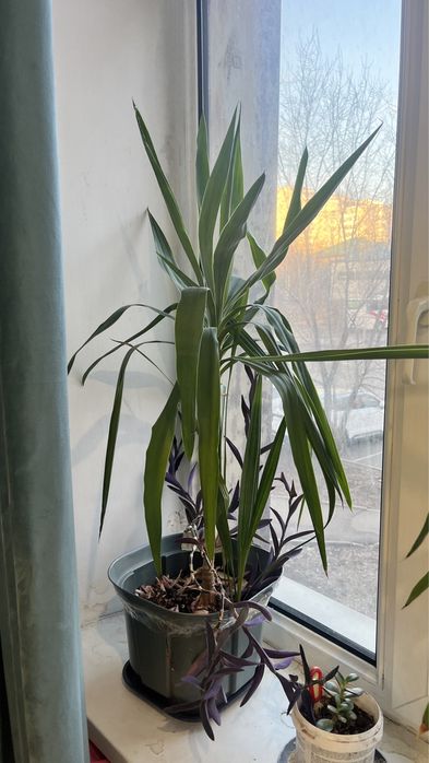 Продам комнатных цветов