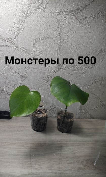 В продаже комнатные цветы