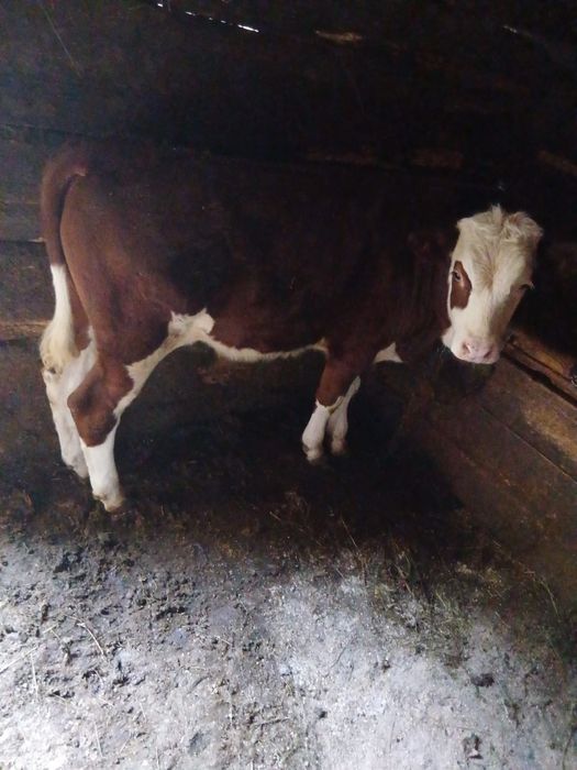 Vând viței  de rasa