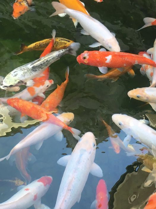 Арзон нардан коя балик,лари сотилади оптом