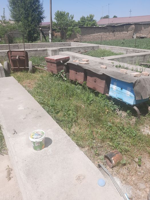 Asal ari oylasi yashigi bilan