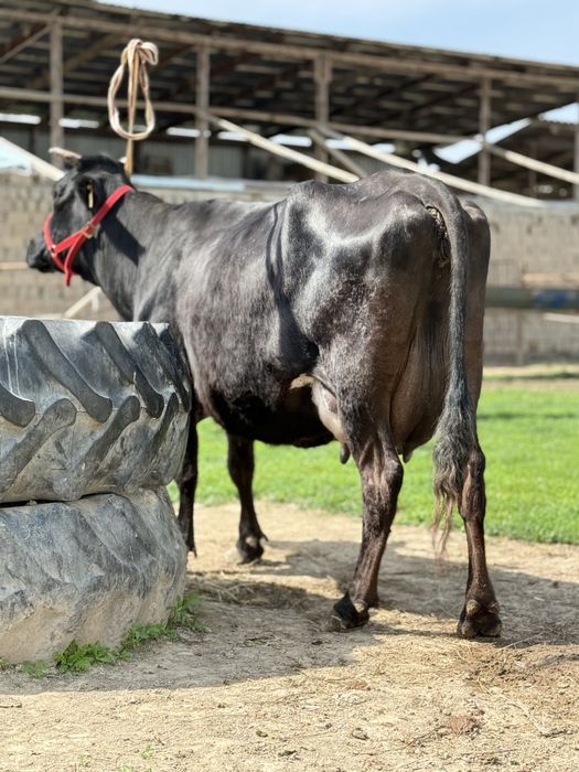 Сауын бұзаулы сиыр