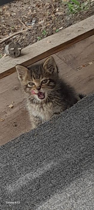 Отдам котёнка в добрые руки