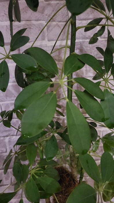 Шеффлера (лат. Schéfflera) комнатный цветок