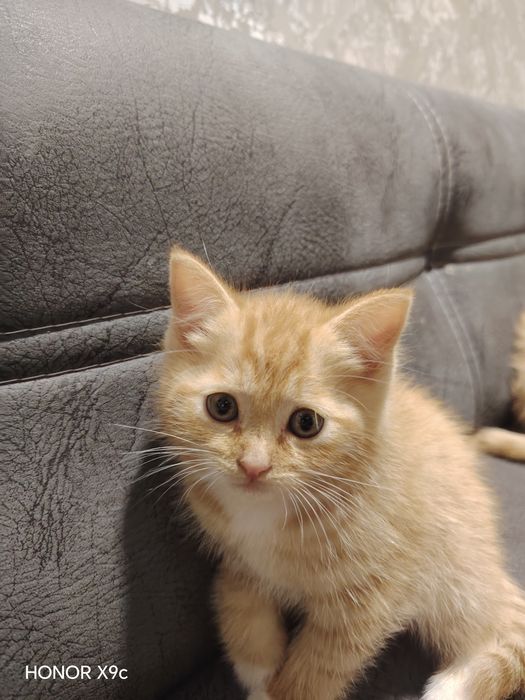 кошки болша 2 месяц