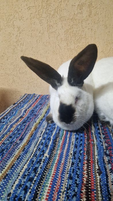 Vând femele Urias de Transilvania