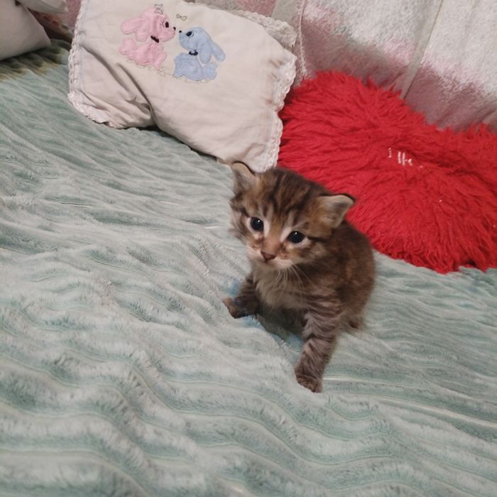 Отдам котят. Девочка и мальчик