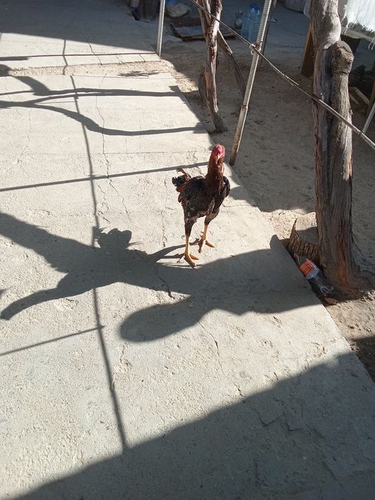 Дакан ху́роз 2 марта уришган