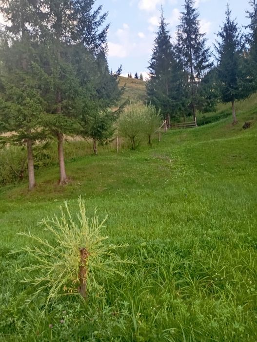 Casă – Botus - Vedere 3