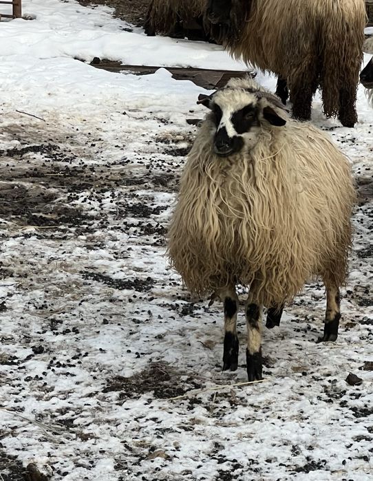 mielute de anul trecut