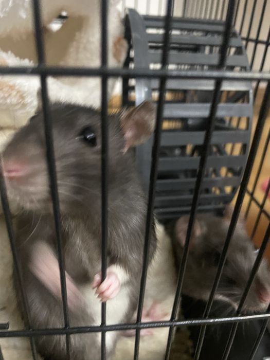 крыски, клеткиии