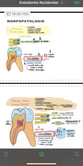 Sinteze Rezidențiat Medicină dentară
