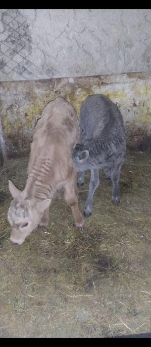 Продам тёлочку и бычка