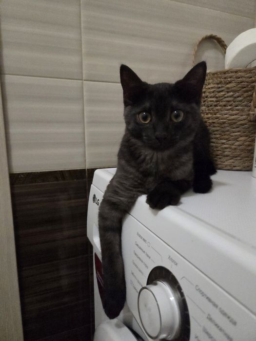 Котёнок в ответственные руки