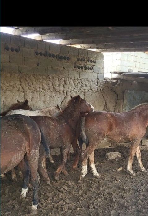 Согым жілік 2600тг