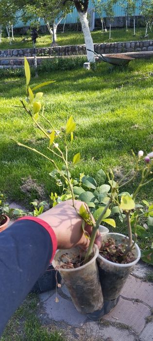 Лимоны цаетущие с плодами плюс подарок